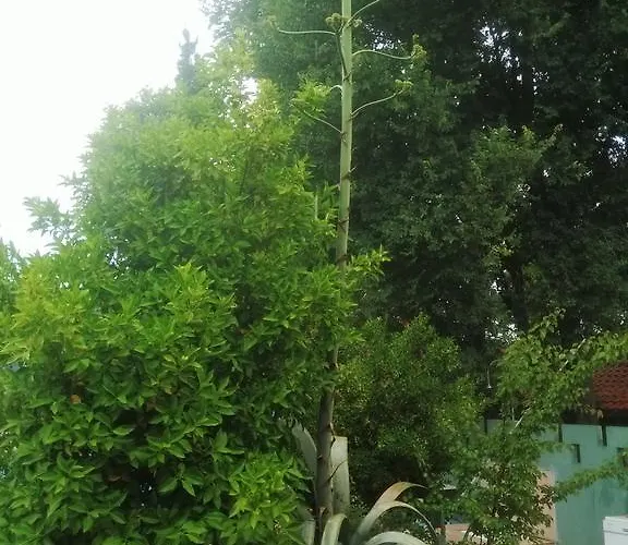 Holiday Hotel Dalyan Otel